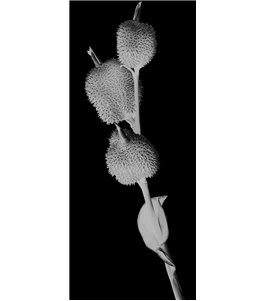 Glasschiebetür SLIM-LINE Pflanze Gelasert Auf Grauglas