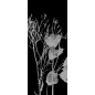 Glasschiebetür SLIM-LINE Blume 7 Gelasert Auf Grauglas Glasschiebetür SLIM-LINE Blume 7 Gelasert Auf Grauglas