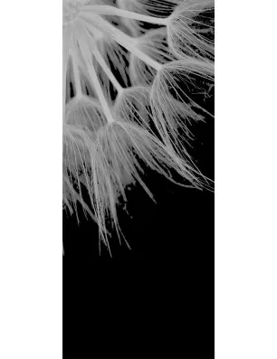 Glasschiebetür PIPE-LINE Pusteblume II Gelasert Auf Klarglas