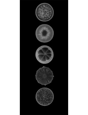 Glasschiebetür PIPE-LINE Fruits Gelasert Auf Klarglas