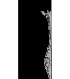 Glasschiebetür PIPE-LINE Giraffe Gelasert Auf Klarglas