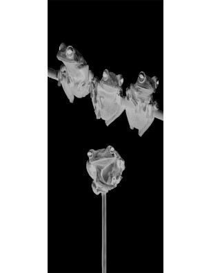 Glasschiebetür PIPE-LINE Frösche Gelasert Auf Klarglas