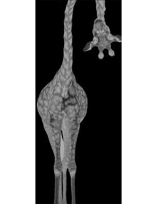 Glasschiebetür PIPE-LINE Giraffenhals Gelasert Auf Grauglas