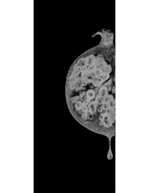 Glasschiebetür PIPE-LINE Fruits 4 Gelasert Auf Grauglas