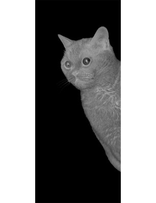 Glasschiebetür PIPE-LINE Cats Gelasert Auf Grauglas