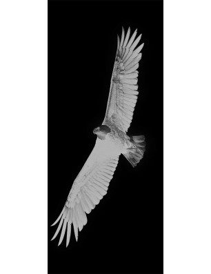 Glasschiebetür PIPE-LINE Adler Gelasert Auf Grauglas