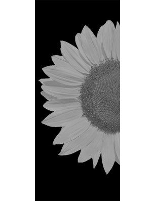 Glasschiebetür PIPE-LINE Sonnenblume Gelasert Auf Grauglas