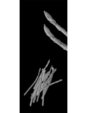 Glasschiebetür PIPE-LINE Spargel Gelasert Auf Grauglas