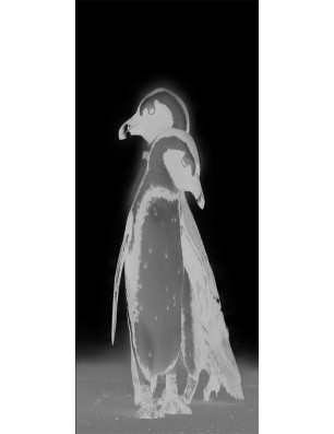 Glasschiebetür PIPE-LINE Pinguine Gelasert Auf Grauglas