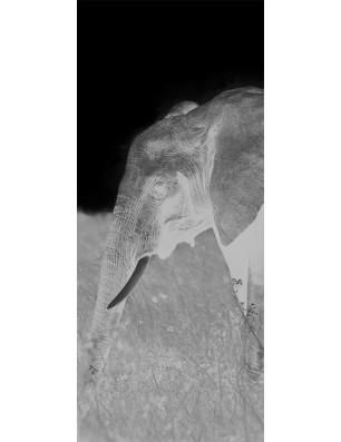 Glasschiebetür PIPE-LINE Elefant 3 Gelasert Auf Grauglas