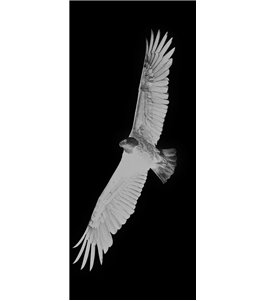 Lichtausschnitt Adler Gelasert Auf Grauglas