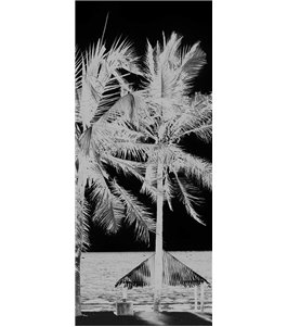 Lichtausschnitt Palmen II Gelasert Auf Grauglas